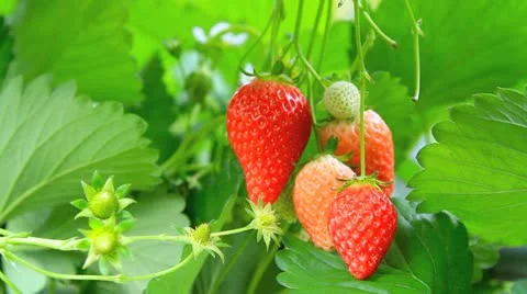Harvesting Strawberries. Stock Footage 11128725