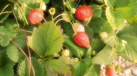 Harvesting strawberries 스톡 동영상 46202167