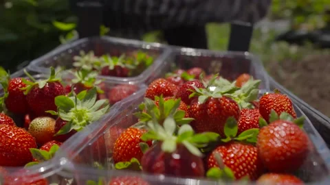 Harvesting strawberries Stock Footage 237140714