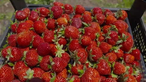 Harvesting strawberries Stock Footage 237141630
