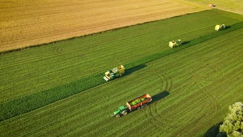 Harvesting string beans, Aerial view combines harvesters and tractor with Stock Footage 251012378