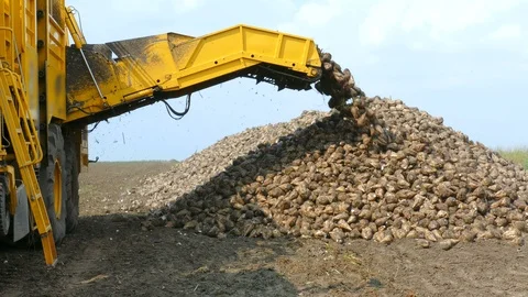 Harvesting Sugar Beet Stock Footage 111267879