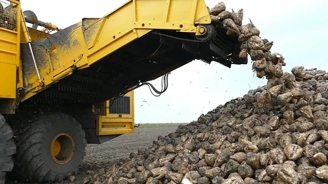 Harvesting Sugar Beet Stock Footage 111285670