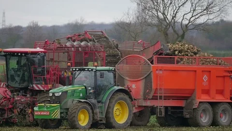 Harvesting the Sugar Beet using modern agricultural machinery Stock Footage 100589526
