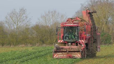 Harvesting the Sugar Beet using modern agricultural machinery Vidéo 100590404