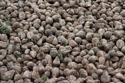 Harvesting sugar beets creating large pile for sugar production Stock Photos