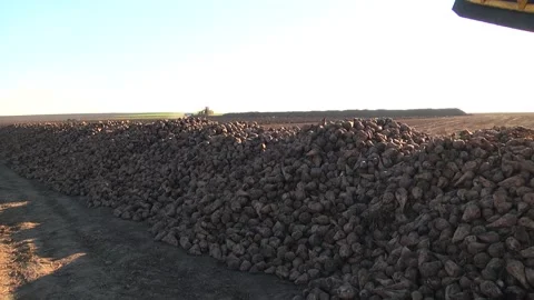 Harvesting sugar beets in the field in autumn Stock Footage 146861653