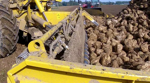 Harvesting of sugar beets. Stock Footage 32709806