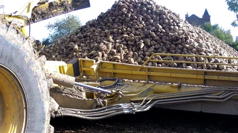 Harvesting of sugar beets. Vídeo Stock 33708235