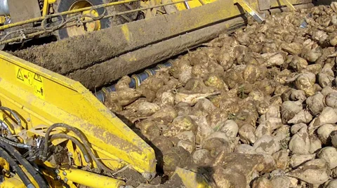 Harvesting of sugar beets. Stock Footage 33708534