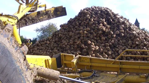 Harvesting of sugar beets. Stock Footage 34489706