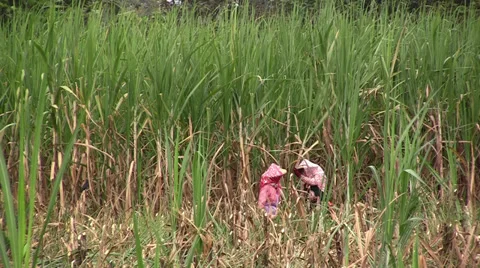 Harvesting sugar cane Stock Footage 32719232