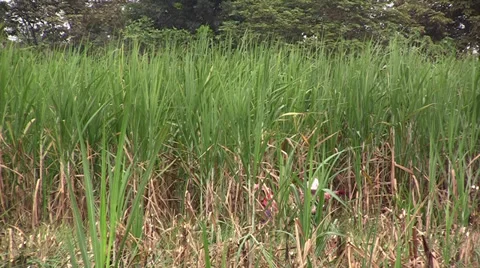 Harvesting sugar cane Stock Footage 32719658