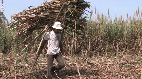 Harvesting Sugar Cane Stock Footage 33799119