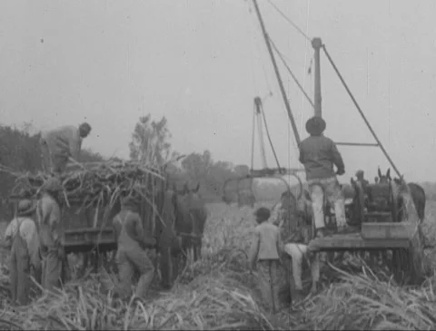 Harvesting Sugarcane Stock Footage 149634560