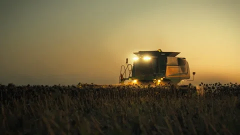 Harvesting sunflower fields at dusk with a combine harvester in action Stock Footage 323864872