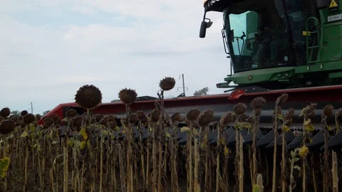 Harvesting of sunflower Stock Footage 95728750