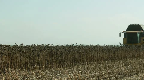 Harvesting sunflower by using a modern combine harvester 库存影片 62297066