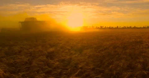 Harvesting at sunset 스톡 동영상 77847957