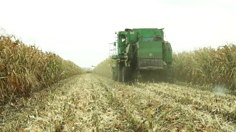 Harvesting sweet corn for ensiling 库存影片 61742271