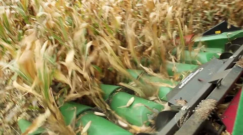 Harvesting sweet corn by using a modern combine harvester Vidéo 61741931