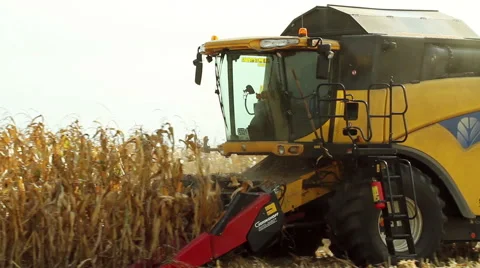 Harvesting sweet corn by using a modern combine harvester 库存影片 61742082