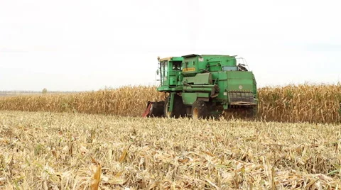 Harvesting sweet corn by using a modern combine harvester 库存影片 61742196