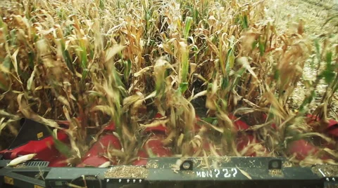 Harvesting sweet corn. View from the cab of the combine harvester Stockbeeldmateriaal 61742017