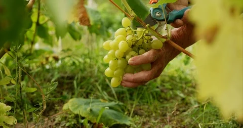 Harvesting table grapes Stock Footage 115913493