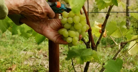 Harvesting table grapes Stock Footage 115913761