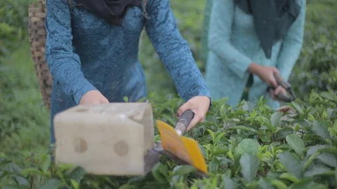 Harvesting Tea Stock Footage 123206929