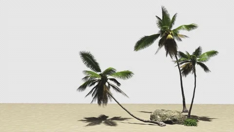 Harvesting template set of three palm trees on the sand Stock Footage 163497764