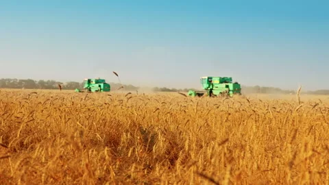 Harvesting time Видео 106466109