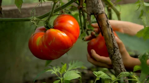 Harvesting of tomatoes close up Stock-Footage 56522468
