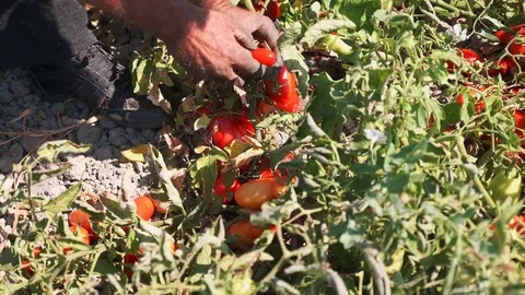 Harvesting Tomatoes- farmer picking tomatoes in South of Italy Stock Footage 80415448