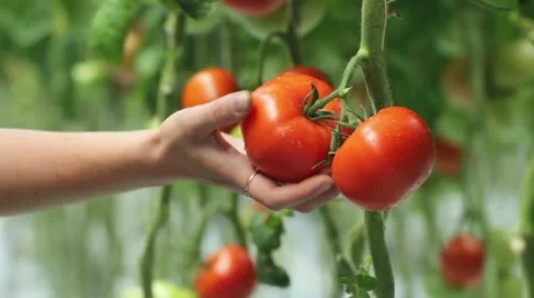 Harvesting of tomatoes Video stock 14746709