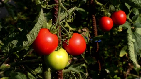 Harvesting tomatoes Vídeos de archivo 44427227