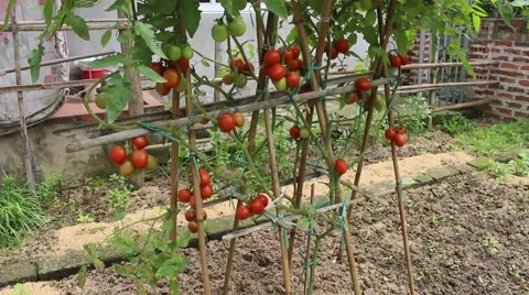 Harvesting of tomatoes Stock Footage 49699600