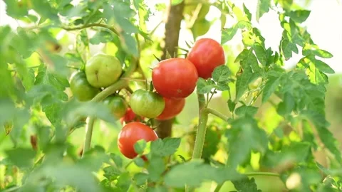 Harvesting tomatoes Stock Footage 138225363