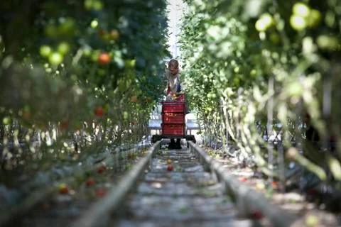 Harvesting Tomatoes Stock Photos