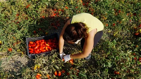 Harvesting Tomatoes in South of italy- young woman picking tomatoes Stock Footage 87351218