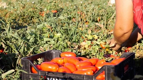 Harvesting Tomatoes:: woman's hand picking tomatos in south of Italy-slow motion Stock Footage 80110694