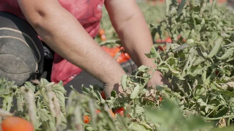 Harvesting Tomatoes:: woman's hand picking tomatos in south of Italy Stock Footage 87382222