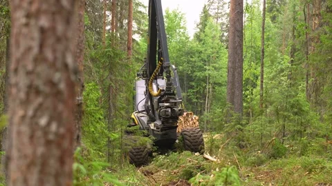 Harvesting trees in the forest using a logging machine. Deforestation Stockbeeldmateriaal 278158358