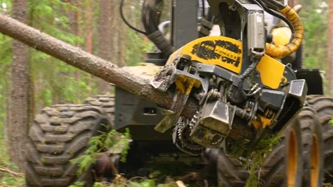 Harvesting trees in the forest using a logging machine. Deforestation Video stock 278165724