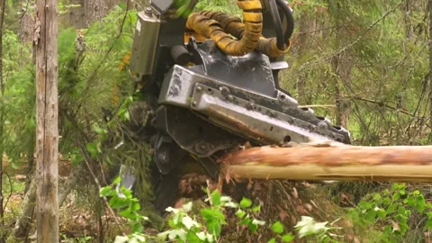 Harvesting trees in the forest using a logging machine. Deforestation Stockbeeldmateriaal 278172565