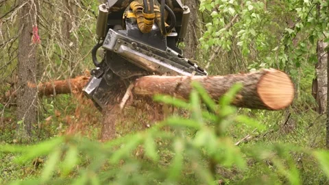 Harvesting trees in the forest using a logging machine. Deforestation Stockbeeldmateriaal 278237769