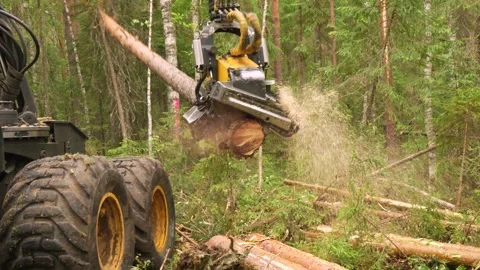 Harvesting trees in the forest using a logging machine. Deforestation Stockbeeldmateriaal 278351235