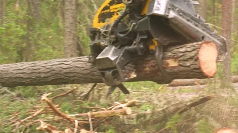 Harvesting trees in the forest using a logging machine. Deforestation Video stock 278353990