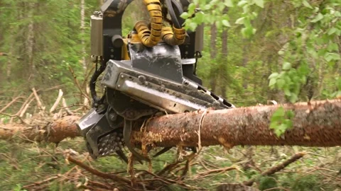 Harvesting trees in the forest using a logging machine. Deforestation Video stock 278358396